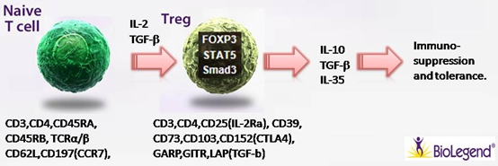 Na?ve T cell 细胞极化之Treg